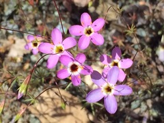 Leptosiphon ambiguus