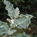 Solanum marginatum - Photo (c) Leif & Anita Stridvall,  זכויות יוצרים חלקיות (CC BY)
