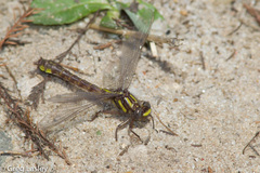 Hylogomphus apomyius