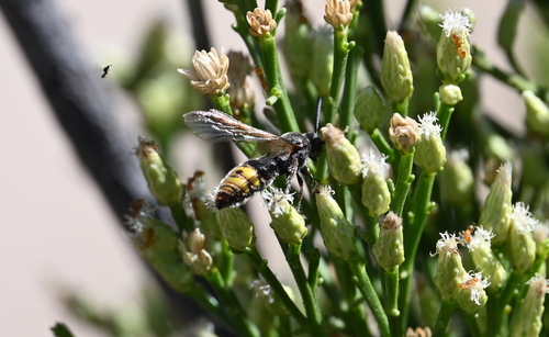 Scolia vintschgaui
