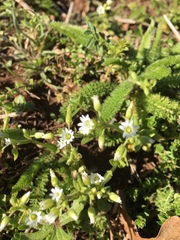 Cerastium brachypodum