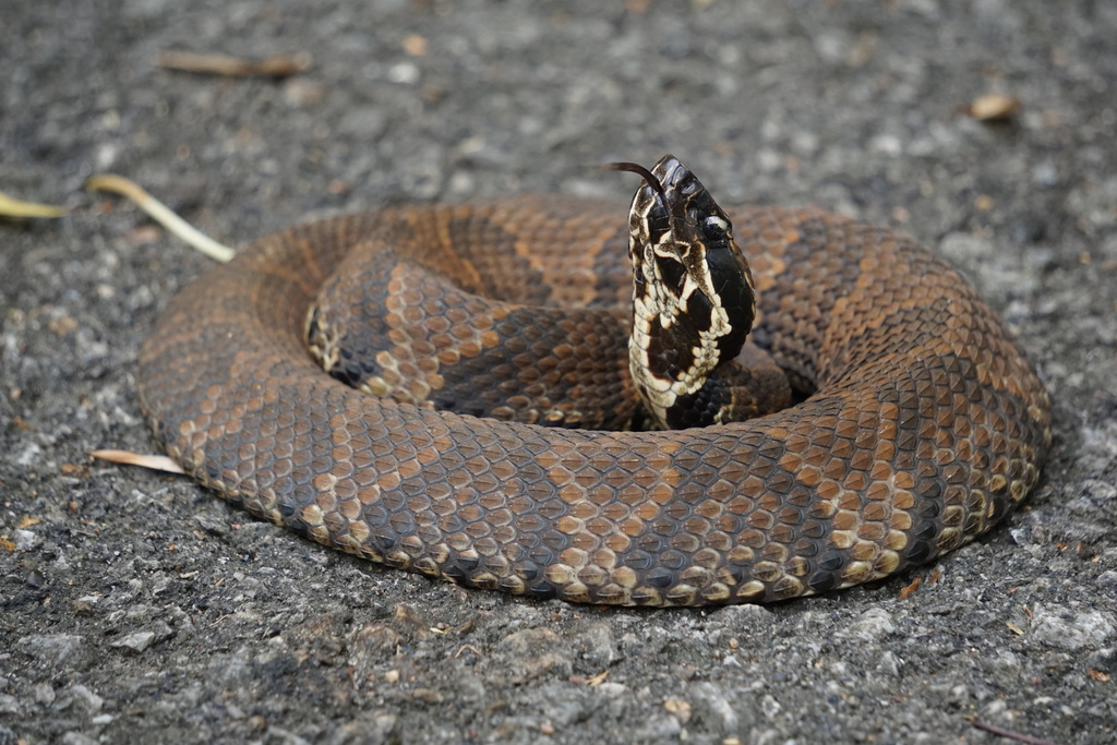 Northern Cottonmouth in October 2023 by Jorge Aguilera. 1/7 · iNaturalist