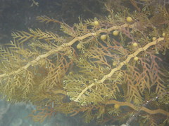 Carpophyllum plumosum