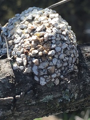 Dianthidium