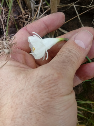 Narcissus cantabricus monophyllus