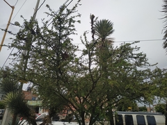 Vachellia farnesiana