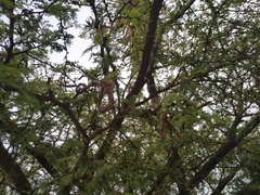 Vachellia farnesiana