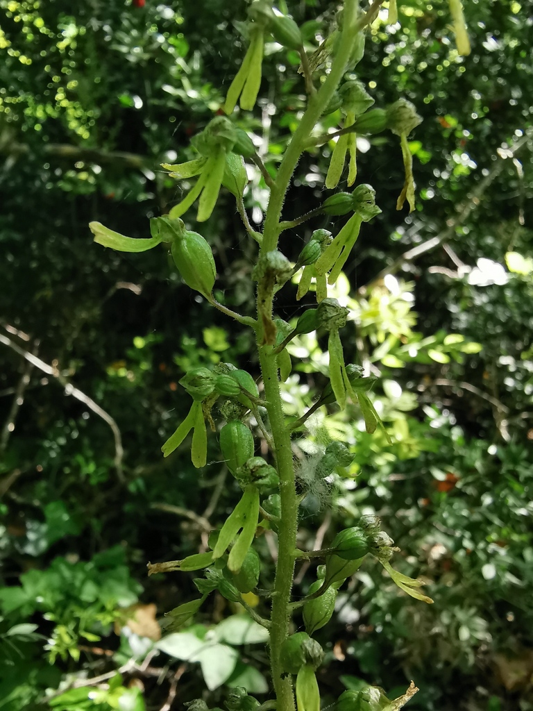 Common Twayblade from 26400 Saou, France on May 31, 2020 at 10:26 AM by ...