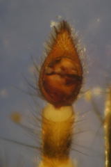 Arctosa perita