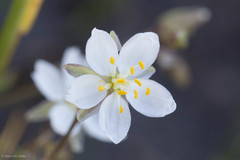 Spergularia macrotheca longistyla