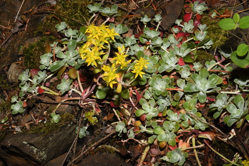 Sedum pruinosum Britton 2