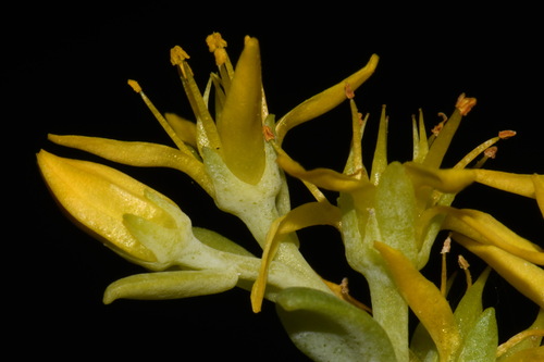Sedum pruinosum Britton 3