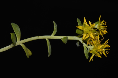 Sedum pruinosum Britton