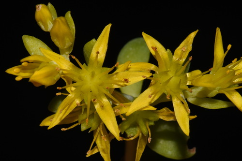 Sedum spathulifolium