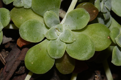 Sedum spathulifolium