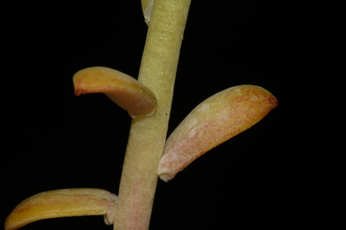 Sedum spathulifolium