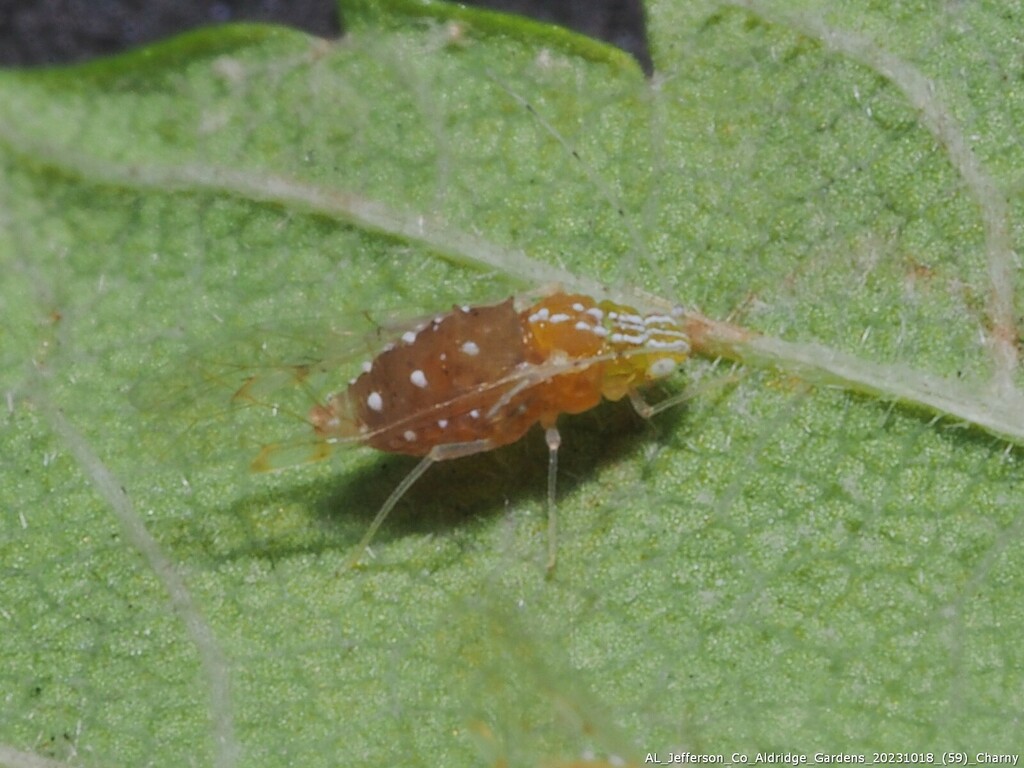 Elm Leaf Aphid