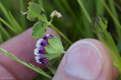 Trifolium grayi