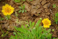 Coreopsis nuecensis