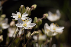 Spergularia macrotheca longistyla