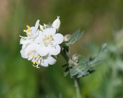 Polemonium foliosissimum