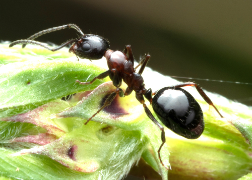 澳臭蚁Dolichoderus australis