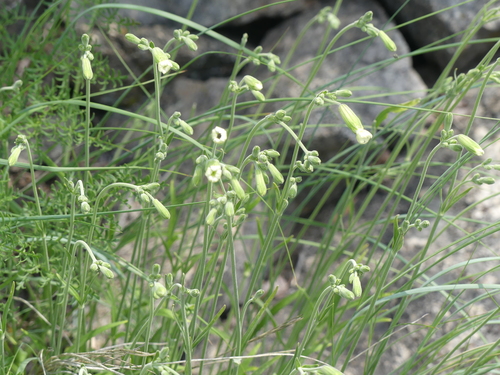 Image of Douglas' Catchfly (Silene douglasii) by (c) Aiva Noringseth, some rights reserved (CC BY)