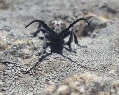 Dorcadion perezi perezi