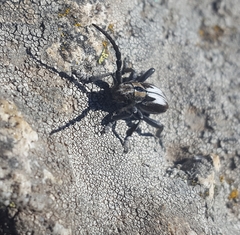 Dorcadion perezi perezi