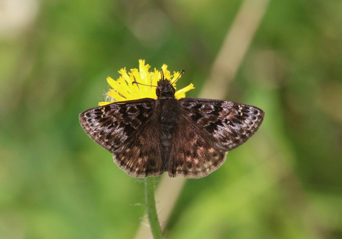 Mottled Duskywing photo 2