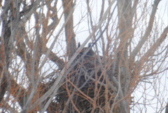 Bubo virginianus lagophonus