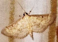 Herpetogramma fluctuosalis