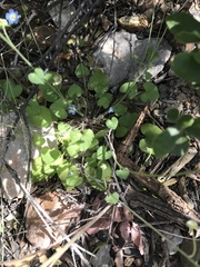 Mimophytum alienoides