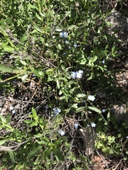 Mimophytum alienoides