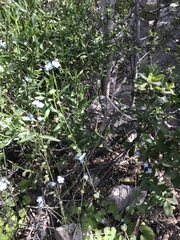 Mimophytum alienoides