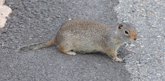Urocitellus
