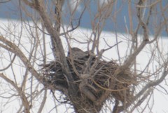 Bubo virginianus lagophonus