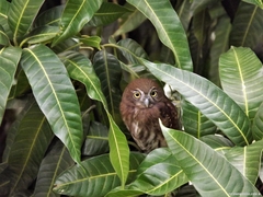 Glaucidium brasilianum