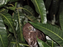 Glaucidium brasilianum