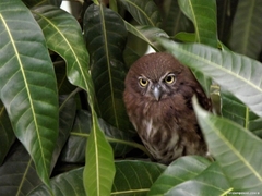 Glaucidium brasilianum
