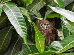 Glaucidium brasilianum