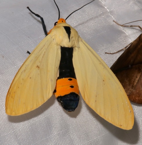 Selenarctia pseudelissa