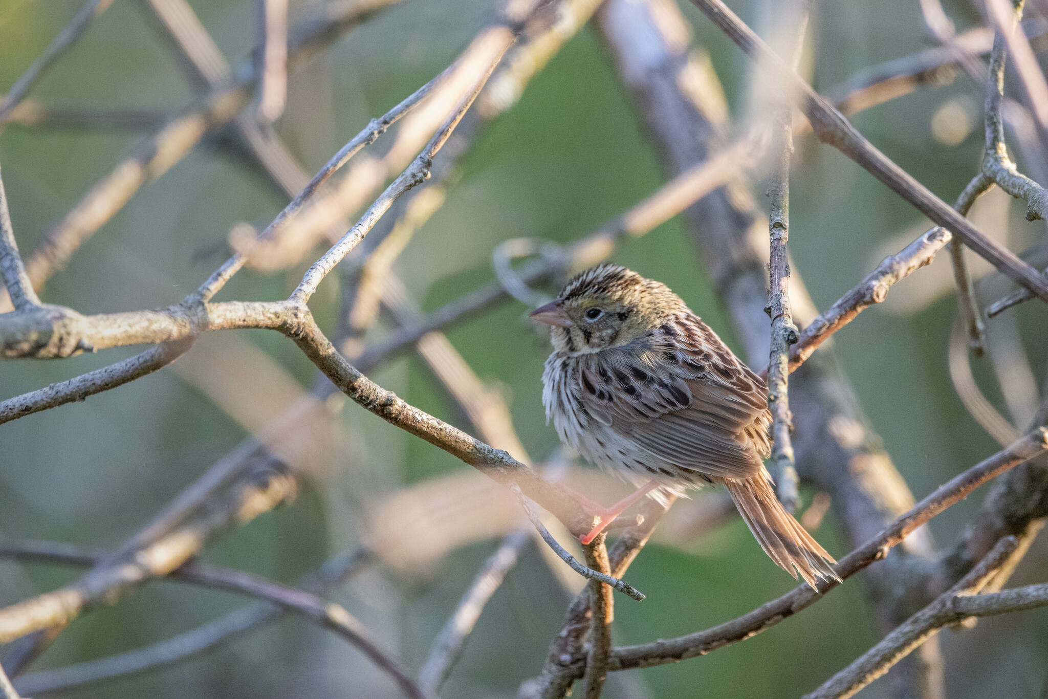 Henslow's Sparrow