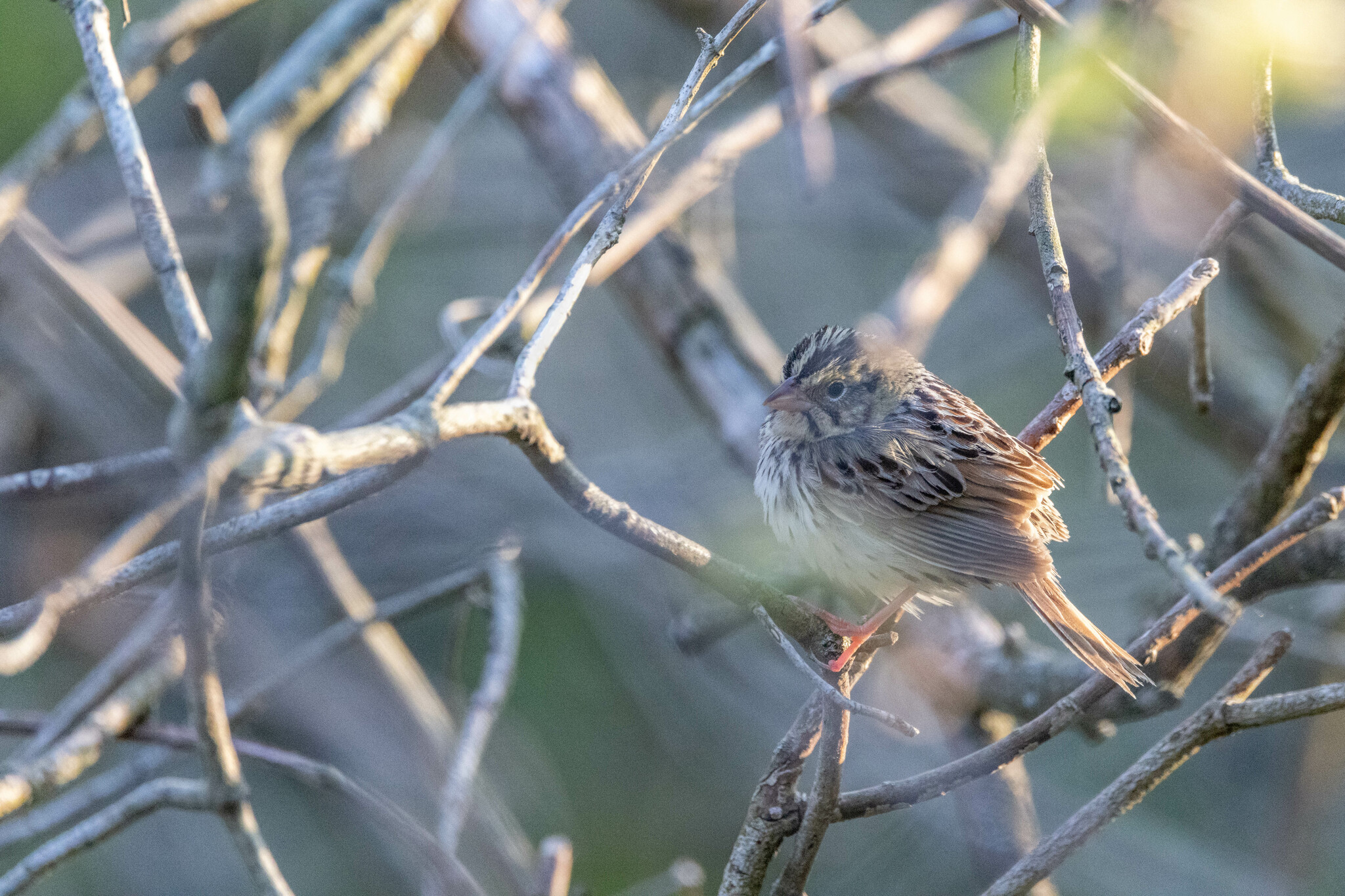 Henslow's Sparrow