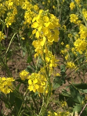 Rhamphospermum nigrum