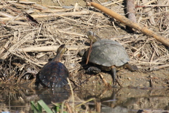 Mauremys leprosa leprosa