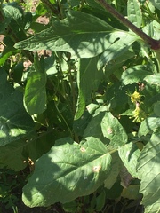 Rhamphospermum nigrum