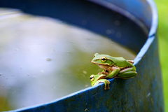 Tributary Flying Frog photo 3