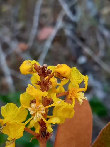 Byrsonima crassifolia - Whole tree
