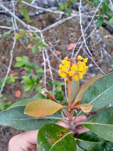 Byrsonima crassifolia - Fruit